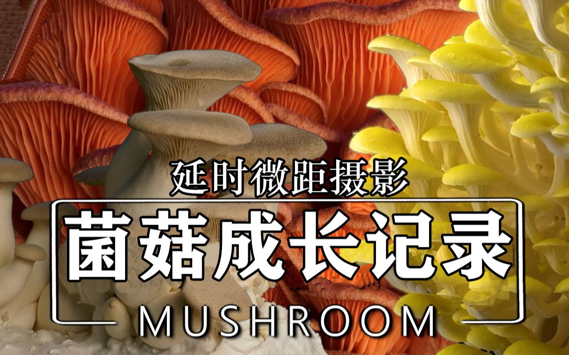 耗时一年拍摄：微距延时摄影菌菇类生物的生长过程