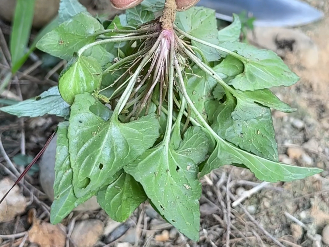 犁头草的副作用图片