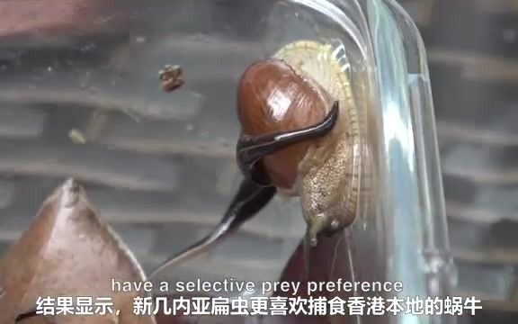 youtube到了hk只爱吃皇勇蜗的马诺夸里扁涡虫