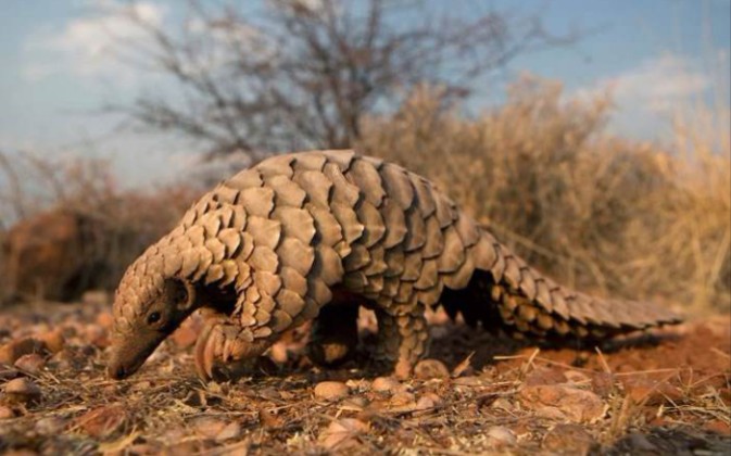 世界珍稀动物排行榜(穿山甲,长齿剑鱼,大熊猫……)