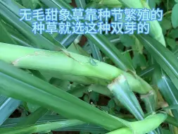 Download Video: 种草就选这种双芽的