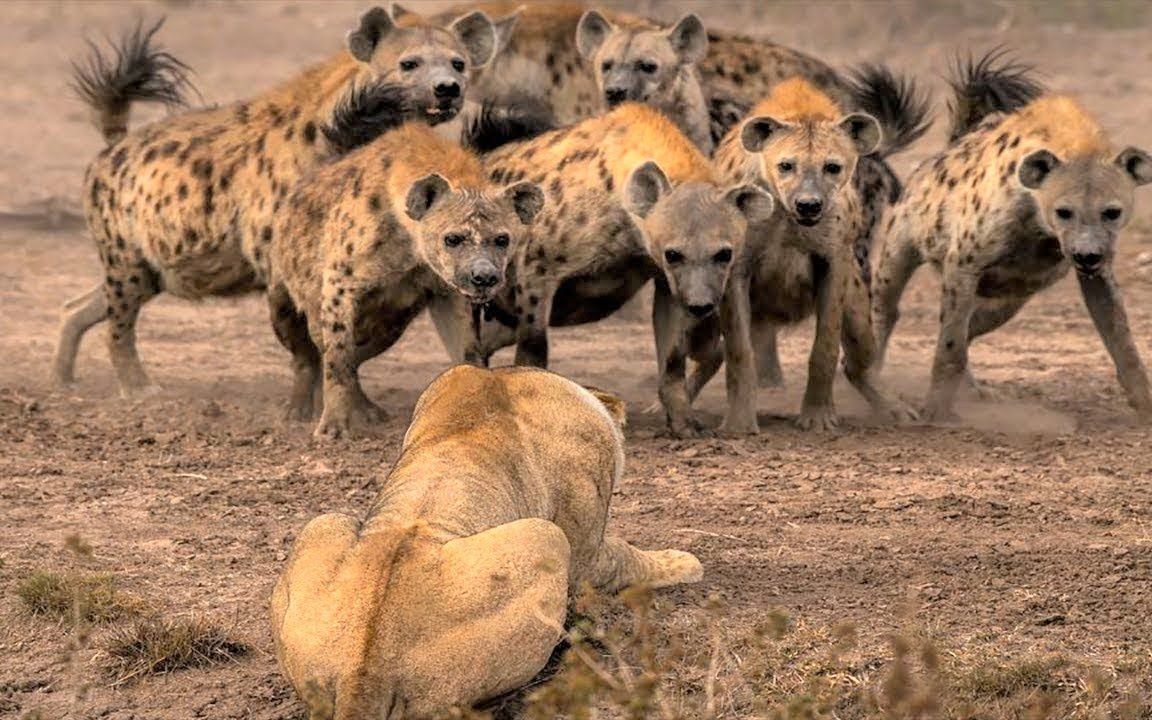 母狮差点被鬣狗群灭了,雄狮一到直接反杀鬣狗,整个过程精彩绝伦