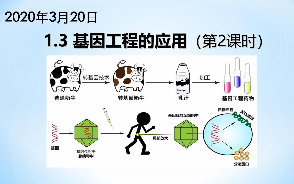 13基因工程的应用第2课时