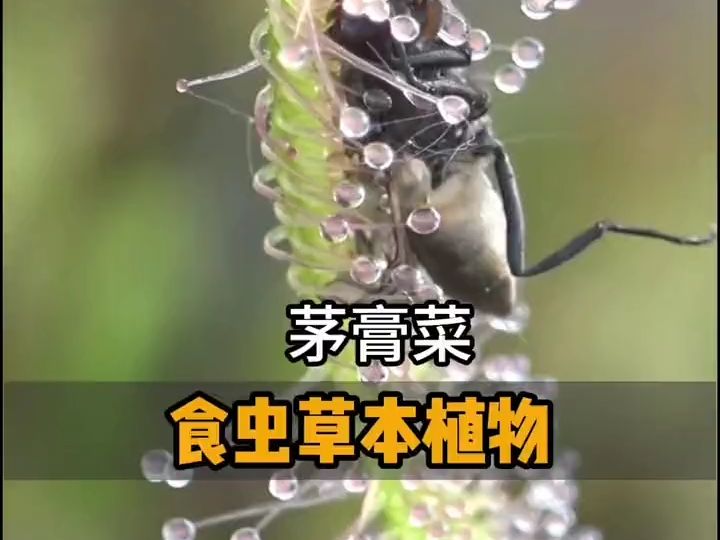 茅膏菜:不仅能捕虫,还有药用价值哔哩哔哩bilibili