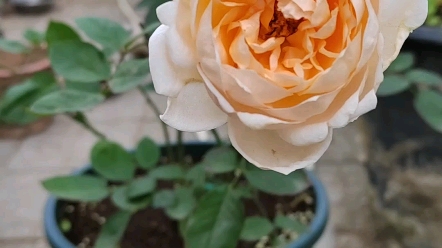 中国古老月季—桔囊,终于开了一朵能看的小花,现在能体会为什么叫桔囊