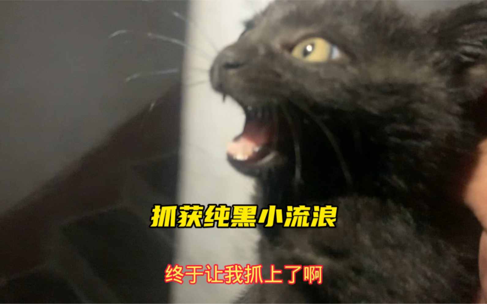 [图]终于抓到这个小黑猫了