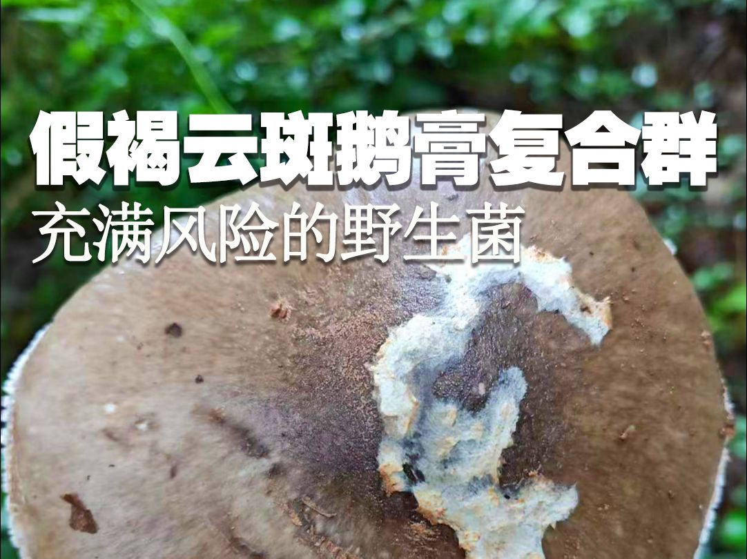 充满严重风险的野生菌:假褐云斑鹅膏复合群