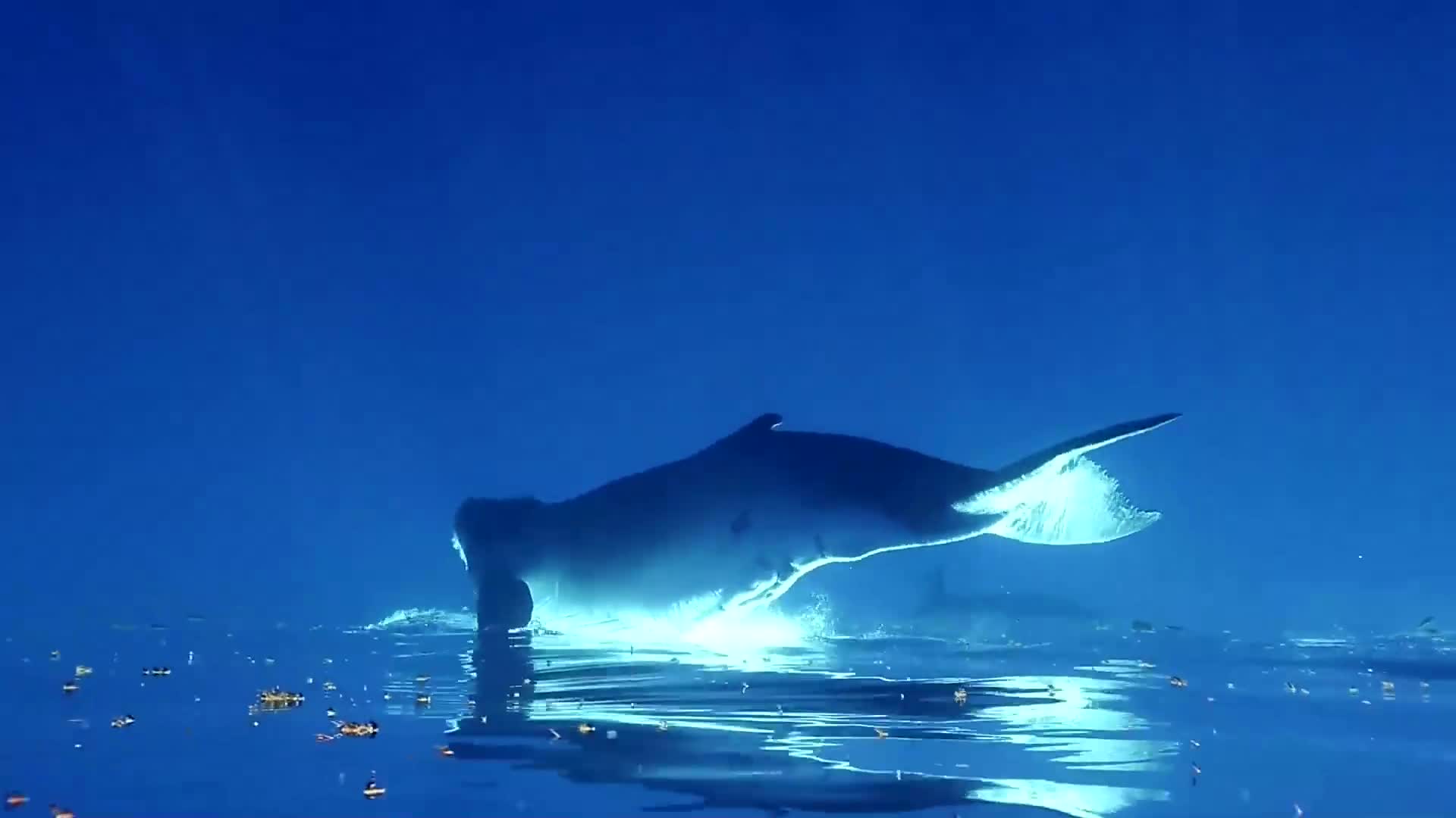 "鲸落于海,星辰于洼,风隐于山林,我归于你.