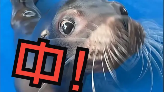 死夹子海狮说这个中!