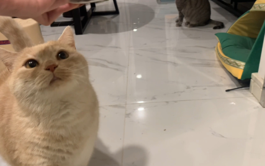 黄猪捂着良心说爱你