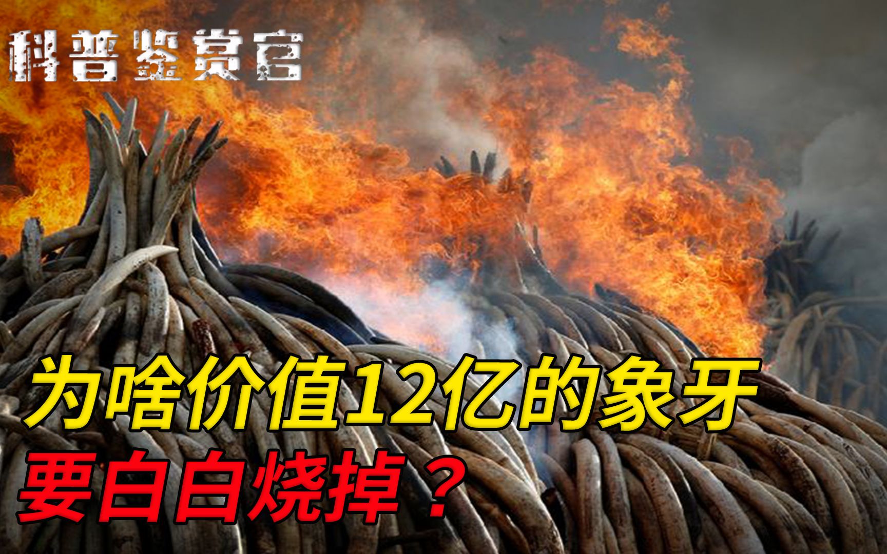 价值12亿的象牙,为什么国家缴获以后要烧掉,不卖掉当大象基金?哔哩哔哩bilibili