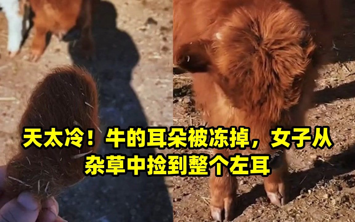 天太冷!牛的耳朵被冻掉,女子从杂草中捡到整个左耳