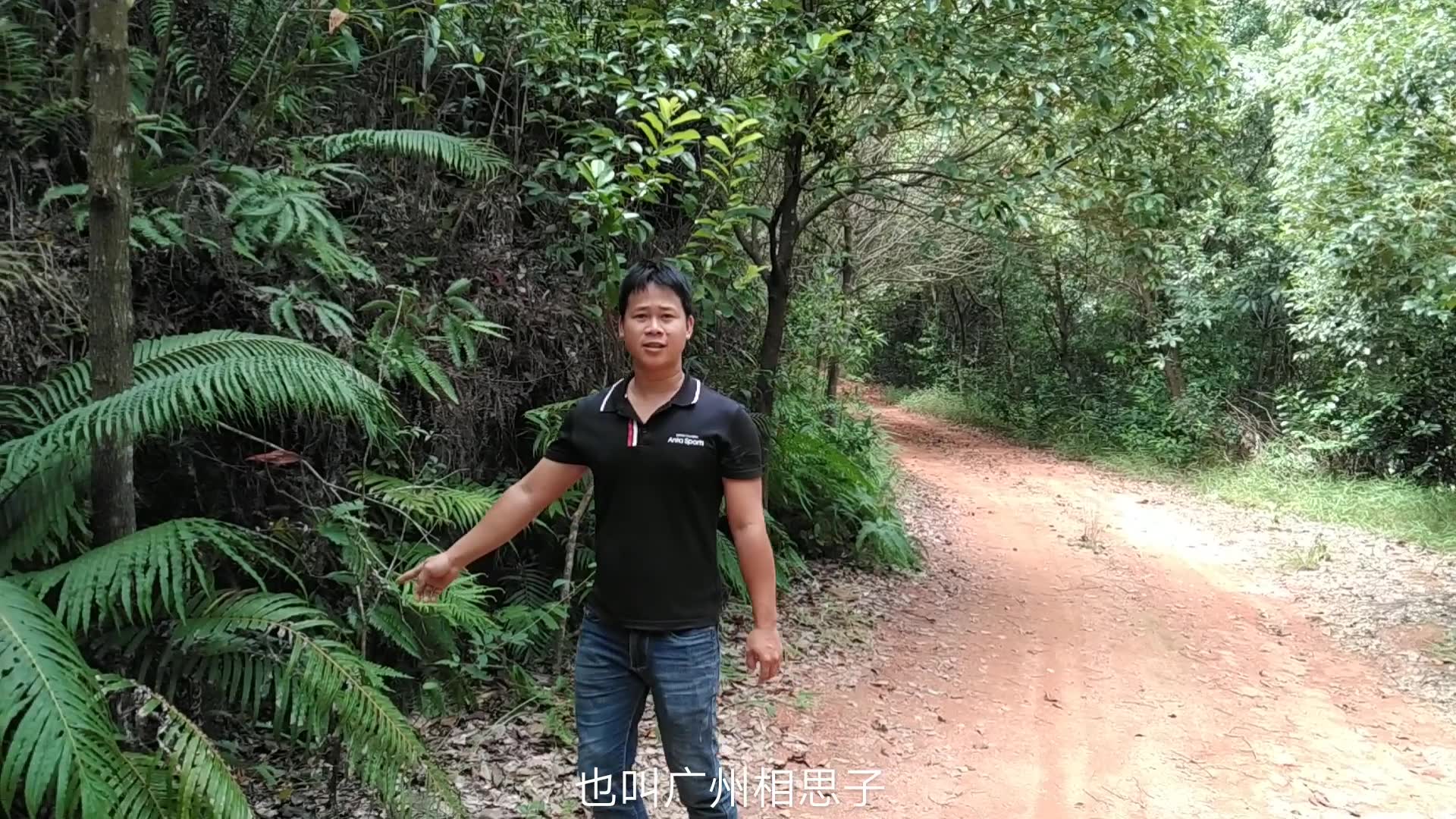 认识这种植物?叫鸡骨草也叫广州相思子,煲汤清热祛湿也可泡茶哔哩哔哩bilibili