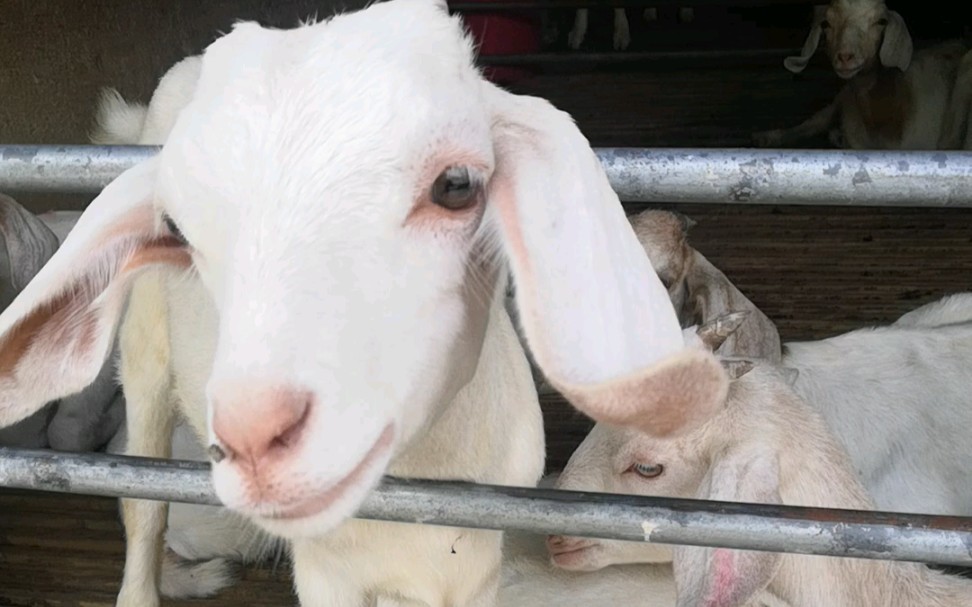 小羊确实眉清目秀的