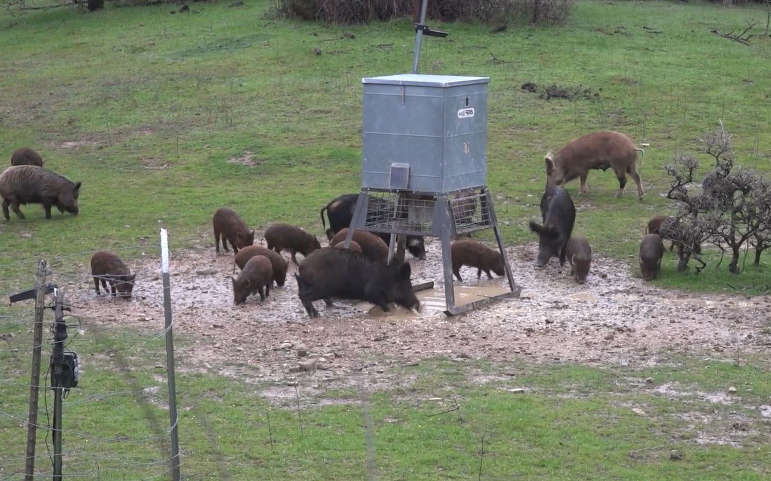 弓箭猎野猪 复合弓的射击声音 与野猪的惨叫声