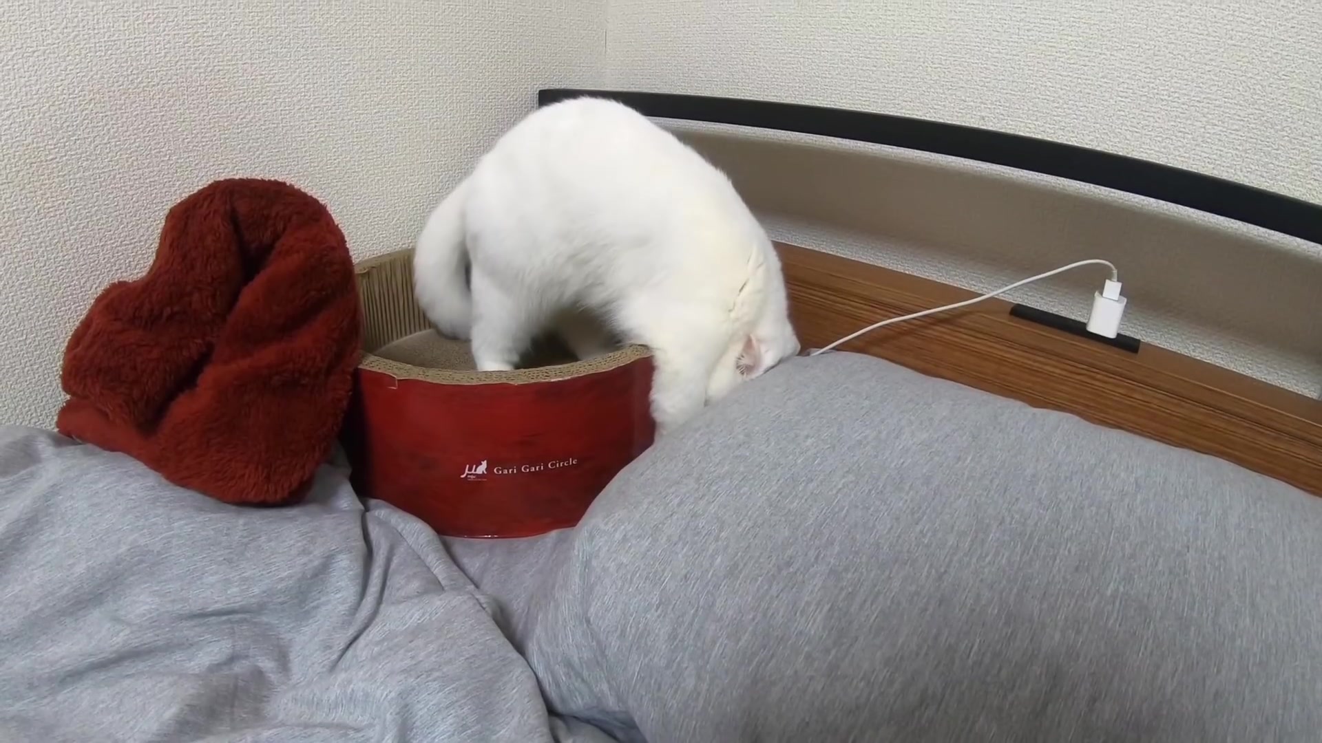 youtube转载【pomu】泥棒猫に隠していた大好きな"アレ"を盗まれまし