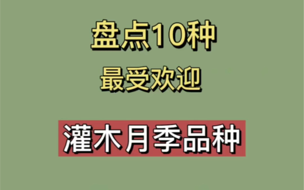 10种灌木月季推荐哔哩哔哩bilibili