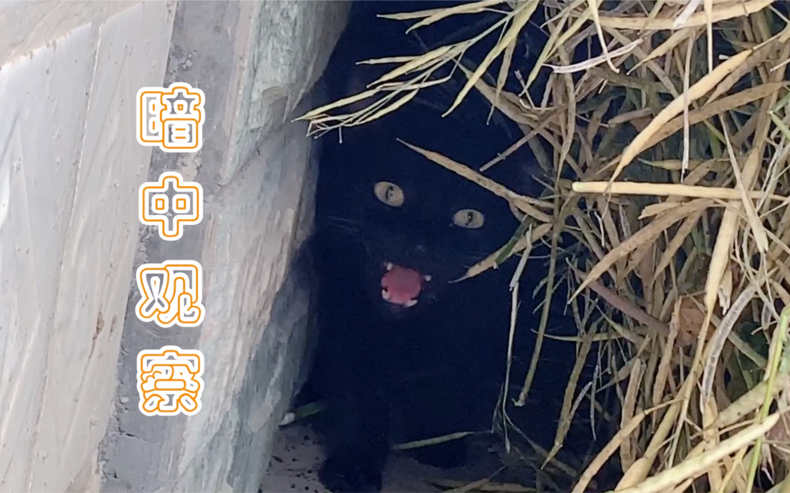 大雨天,小黑猫自学暗中观察大法,猫猫遂遂来讨食