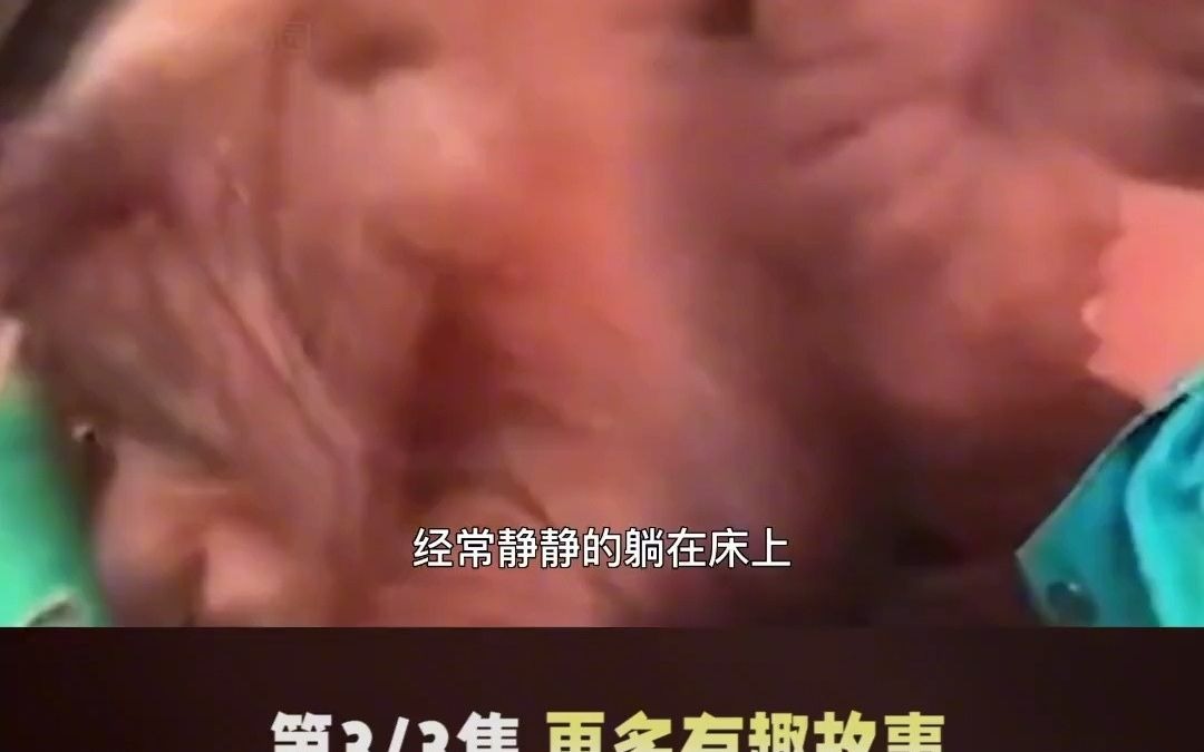 盖哥动物园红毛猩猩被迫剃光全身毛发,只要三美元,就能享受猩猩的服务 红毛猩猩 猩猩 真实故事 奇妙的动物 动物哔哩哔哩bilibili