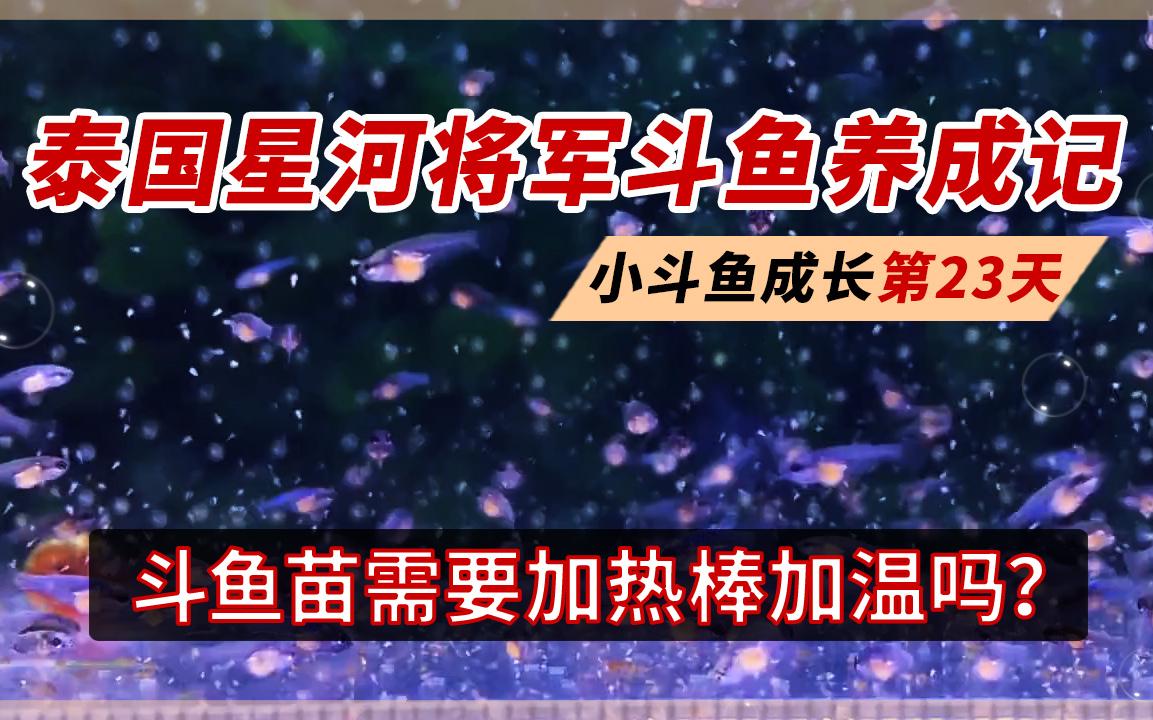 养斗鱼苗需要给鱼缸加热吗?泰国斗鱼繁殖成长全记录,带苗第23天哔哩哔哩bilibili