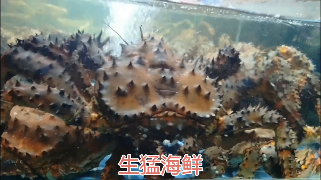 生猛海鲜大龙虾大海蟹澳洲龙虾大螃蟹哔哩哔哩bilibili