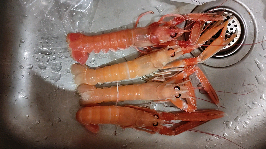 活海鳌虾,有点贵的玩意.吃之前担心翻车,_哔哩哔哩_bilibili