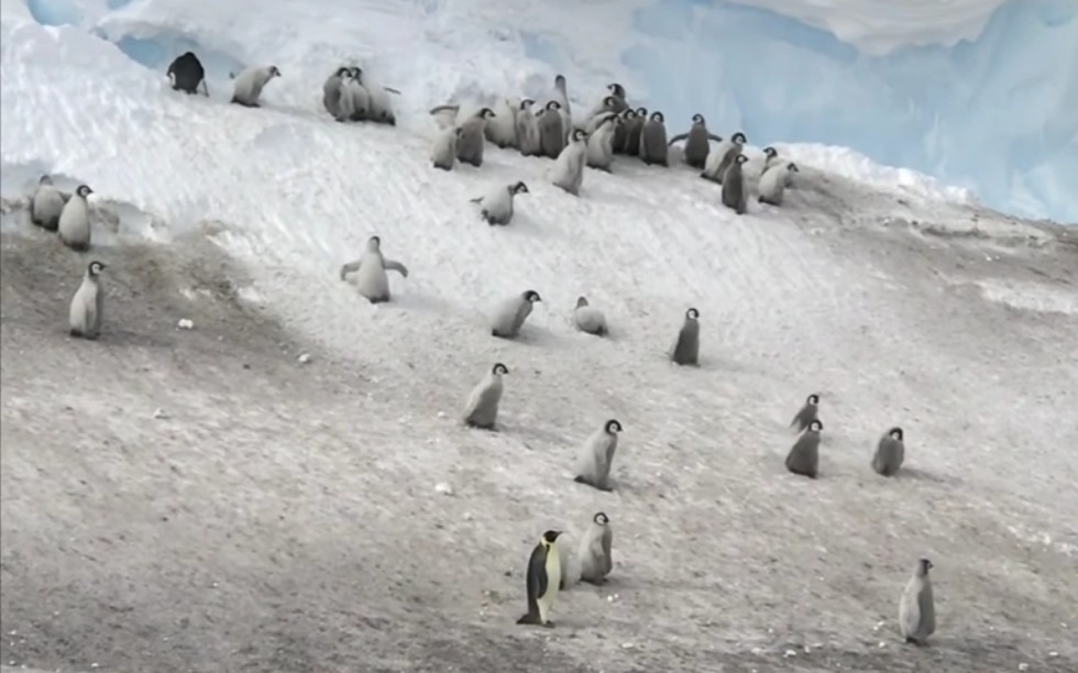 [图]企鹅宝宝下雪山，连滚带爬