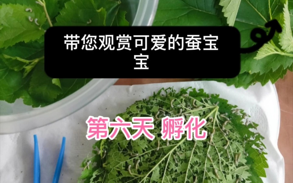 看看蚕宝宝第六天的出壳量吧知道为什么出的这么慢吗