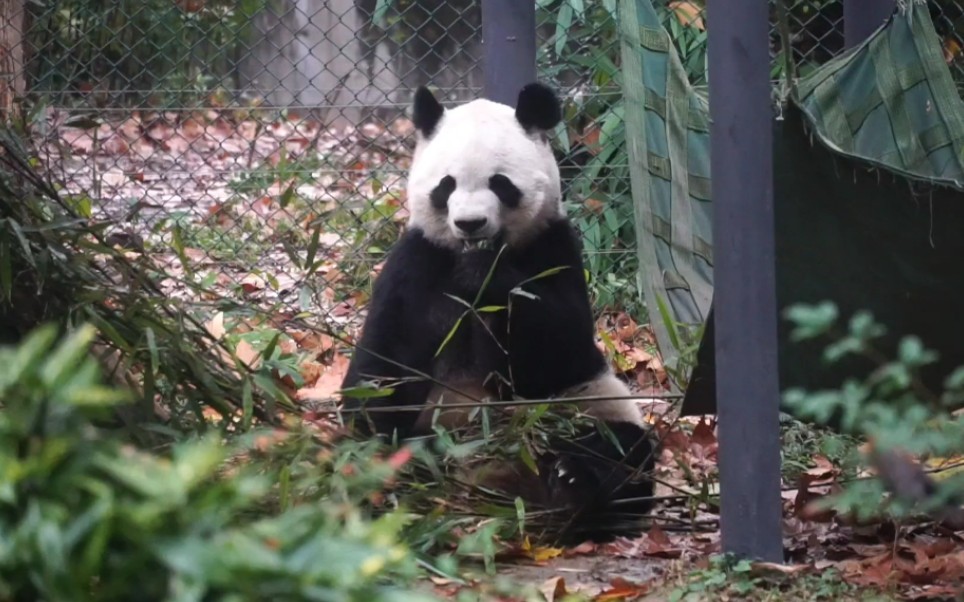 大熊猫冰点阴雨天也勤勤勉勉吃播成都动物园