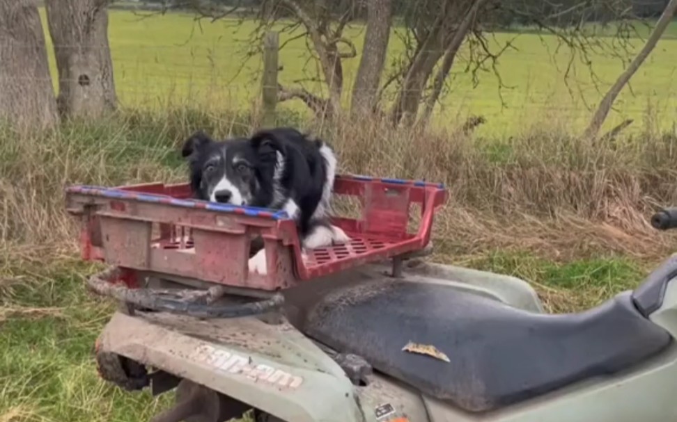 [图]看边牧圈羊效率有多强#边境牧羊犬 #狗狗 #边牧日常