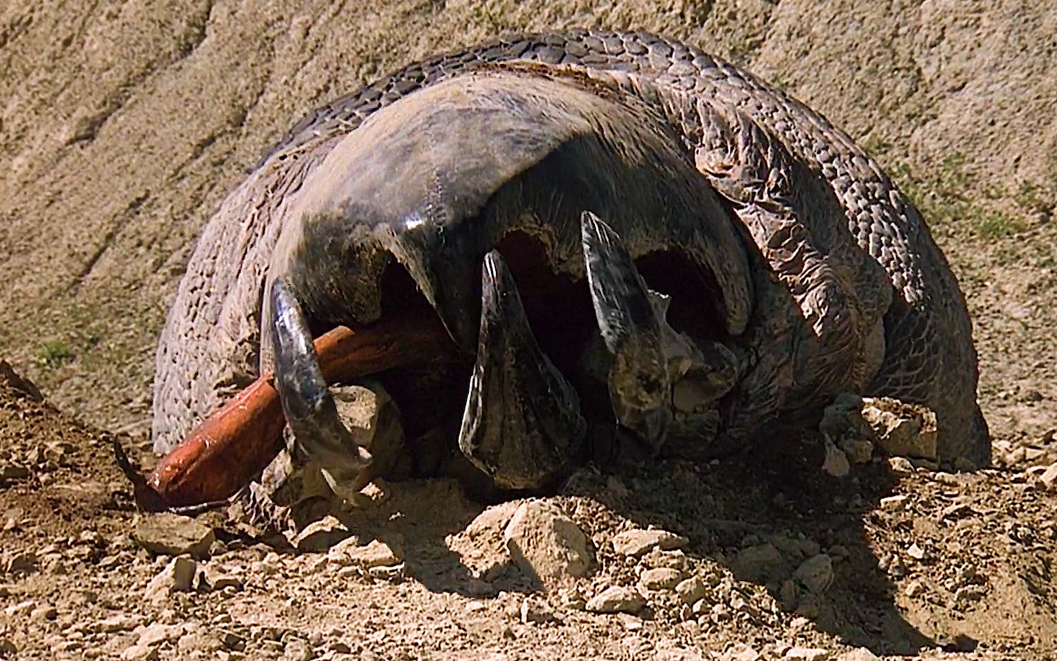 西沙漠怪物吃人不吐骨头