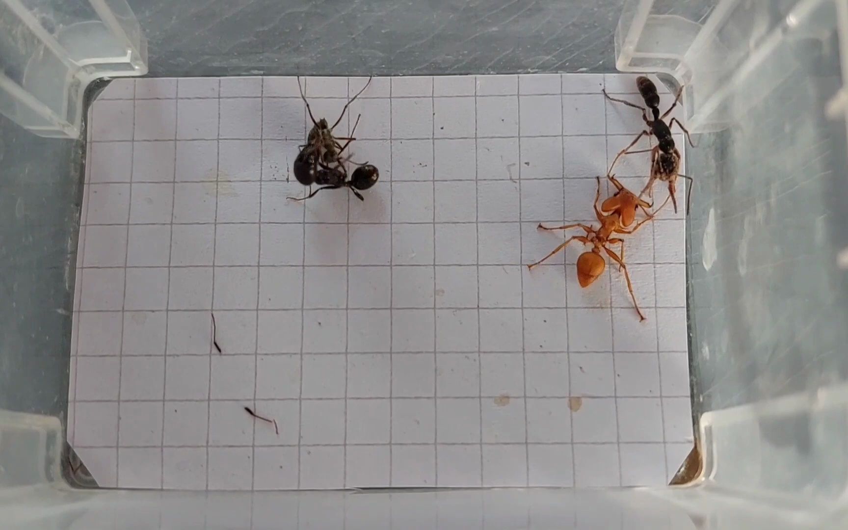 红头弓背蚁vs猎镰猛蚁图片