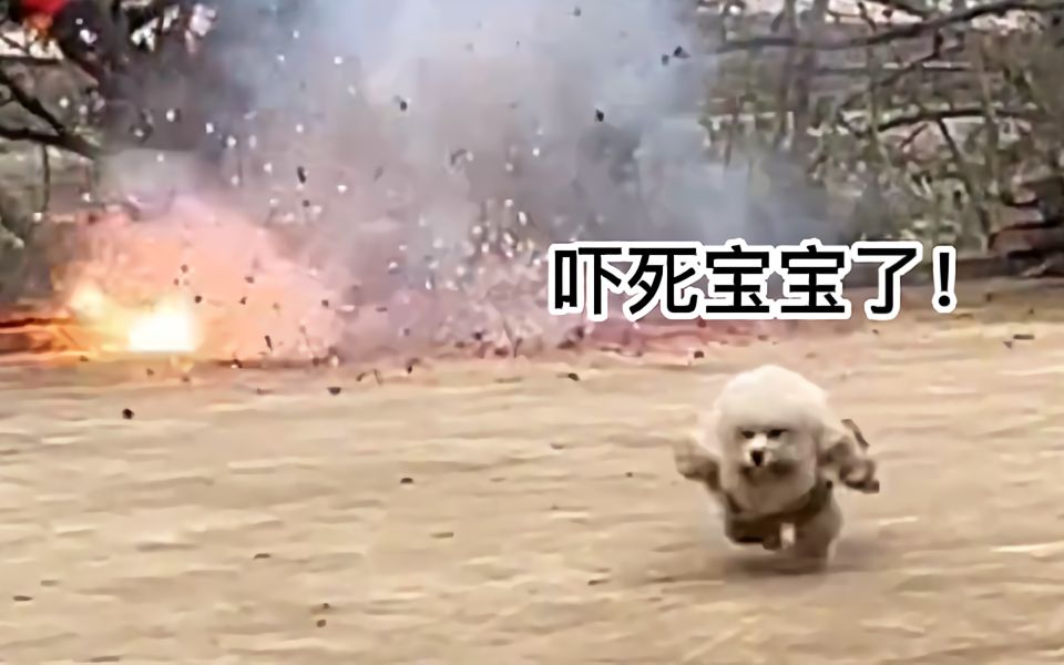 [图]狗子：爆竹声中一命除！