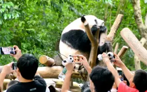 10:40甜瓜迪迪的回头杀可爱极了…还有游客手机中的花花正在前台美美的加餐…