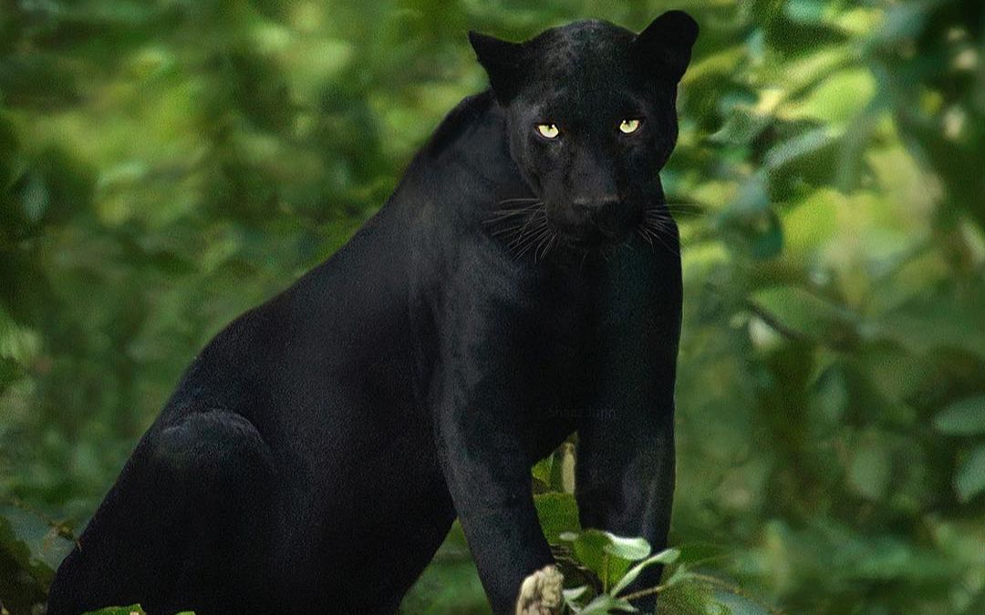 对比雪豹和花豹的嚎叫声,哪个更中听呢?