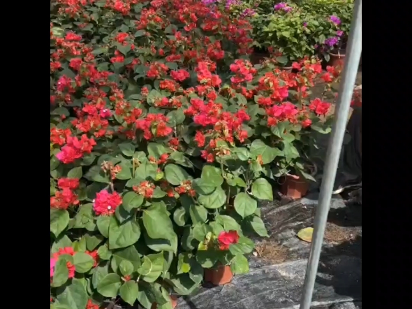 精品红花三角梅,正在上货中产地直销