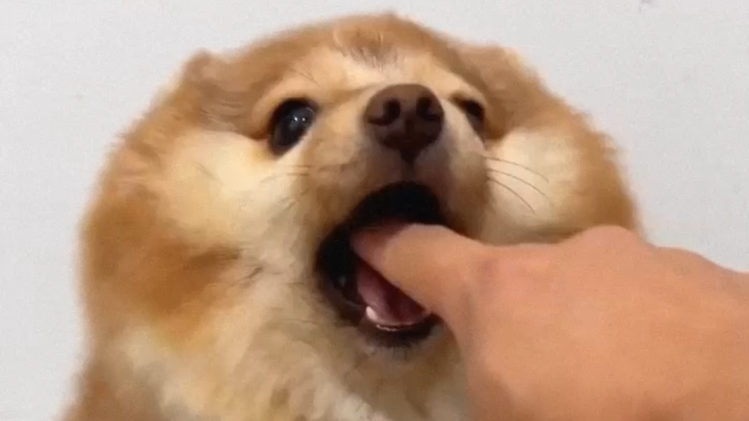 我的刀盾生气的时候还是这么可爱