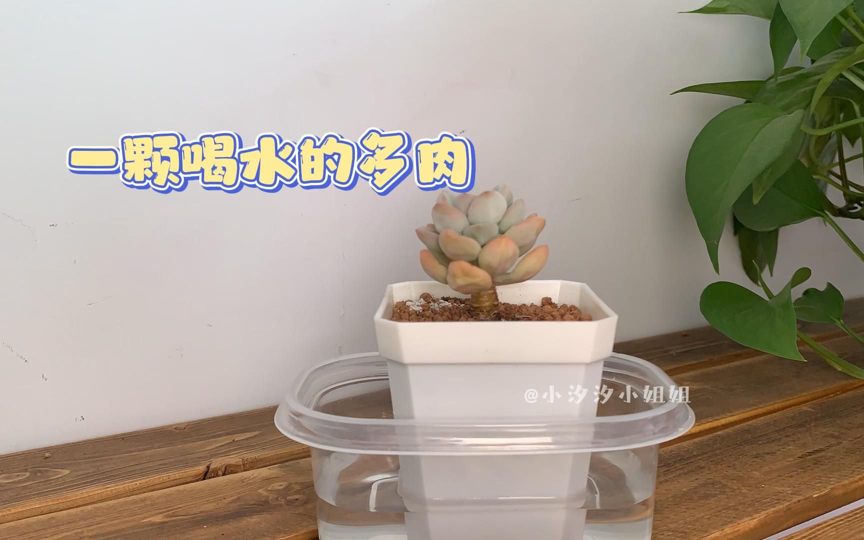 多肉|沉浸式多肉浸盆(1)