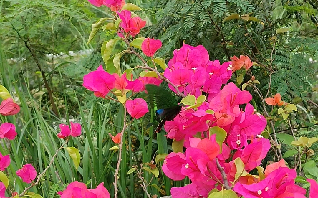 [图]蝶恋花，欲诉谁消遣