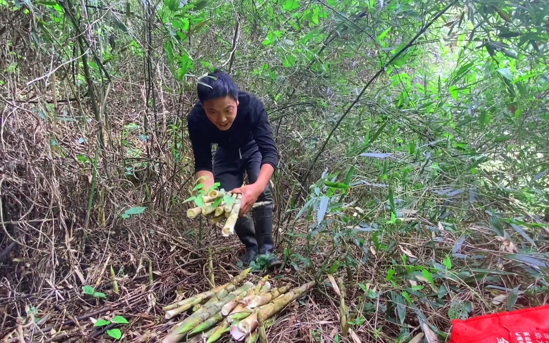 [图]山里野笋疯长，有广东老板大量收购，老奶奶掰笋卖一天收入500块