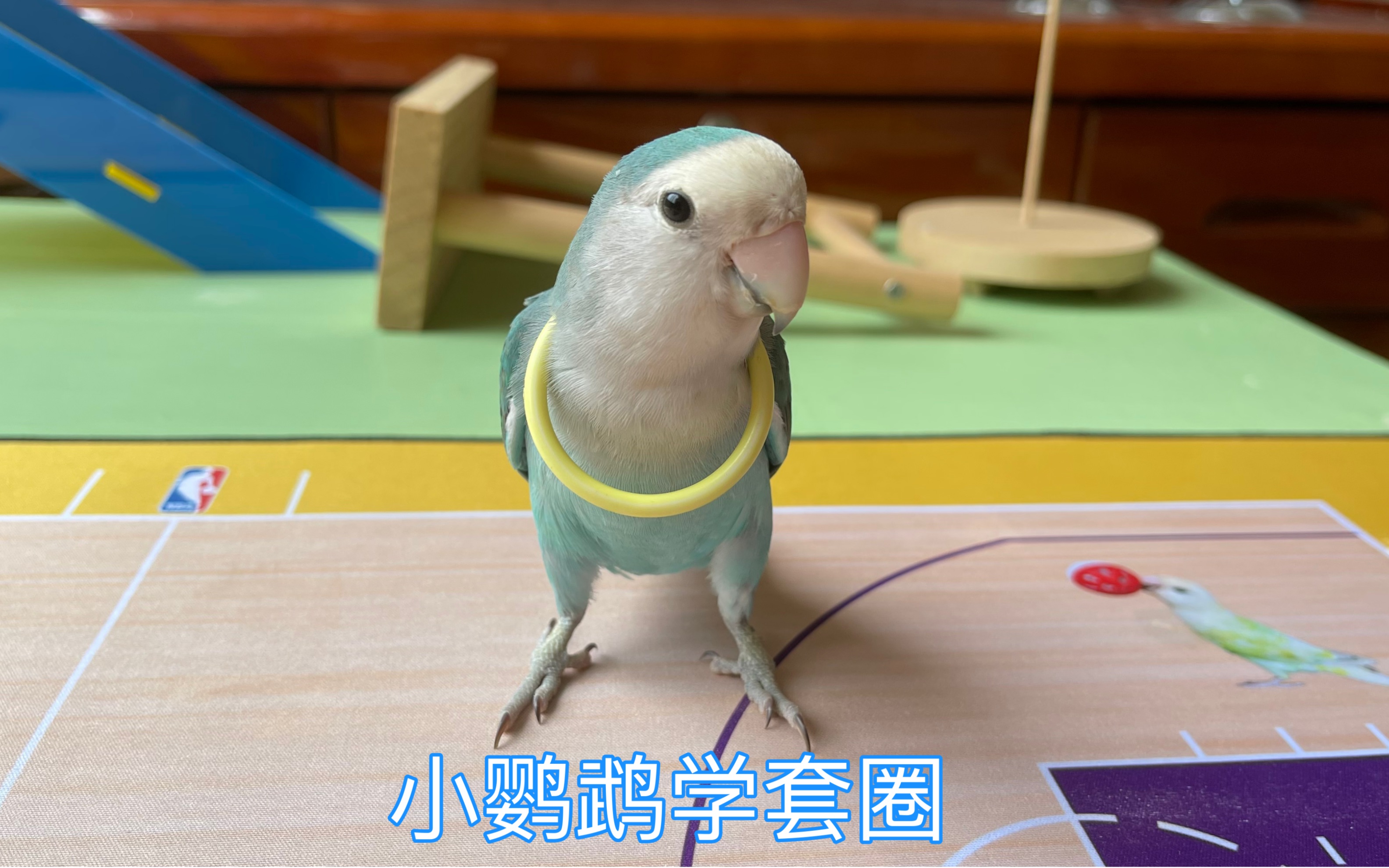 小鹦鹉学套圈,把圈圈套自己脖子上,真搞笑_哔哩哔哩_bilibili