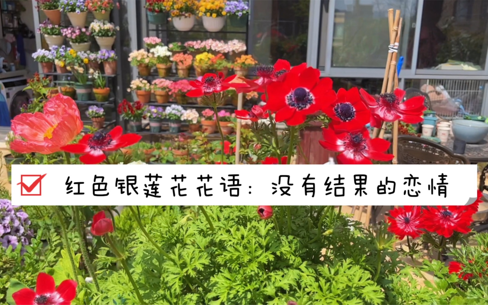 [图]红色银莲花花语：没有结果的恋情