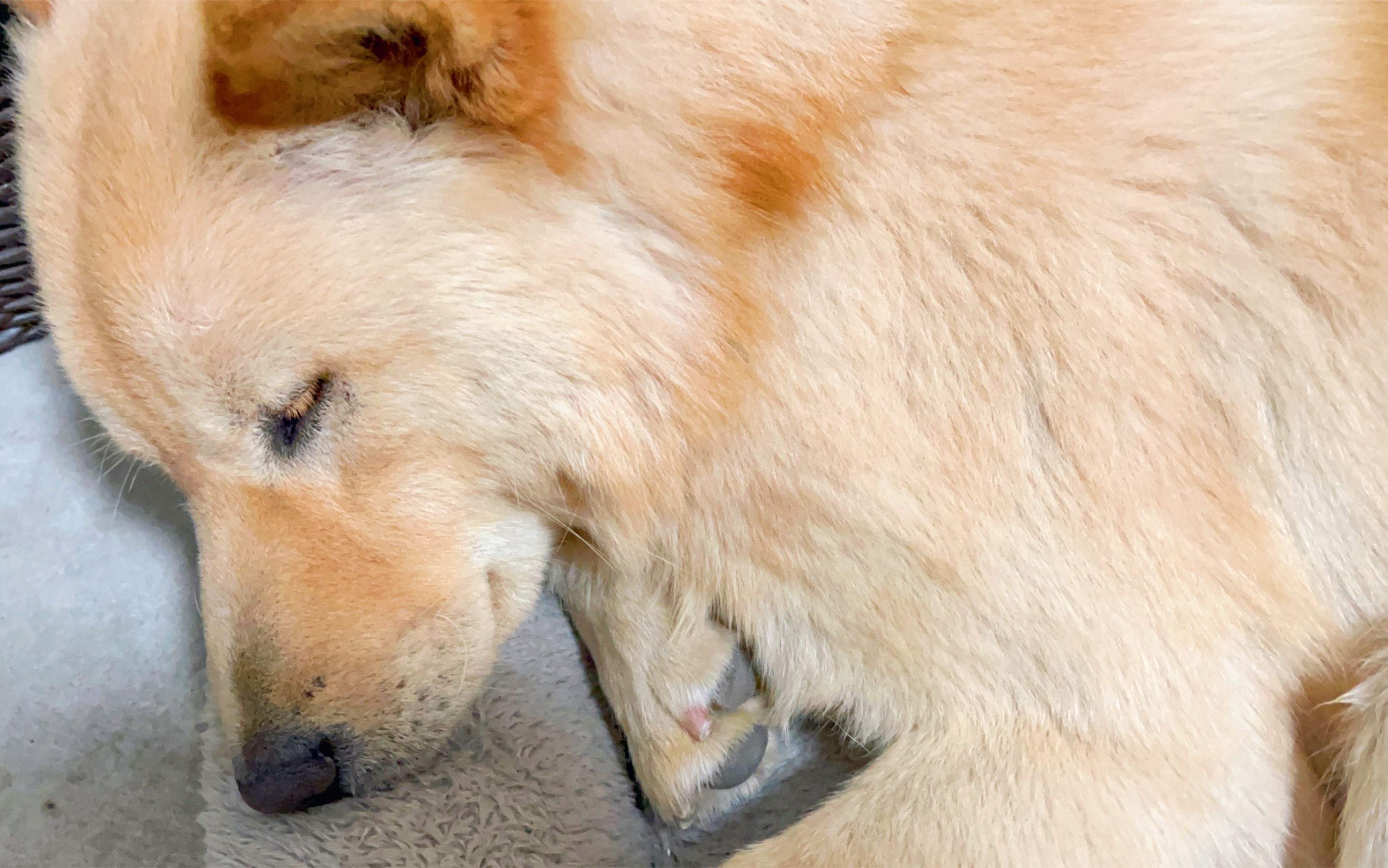 打盹的狗子像极了上课的我中华田园犬土松日记