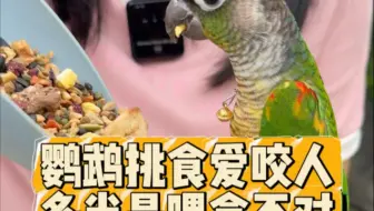 鹦鹉的食盒可不能装的太满，不然更爱咬人