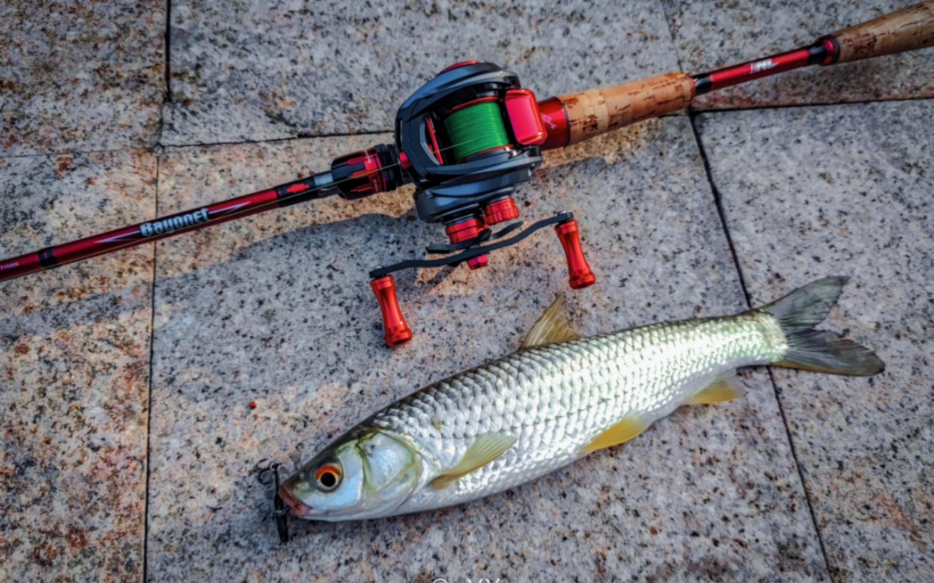 路亚赤眼鳟,少见的金色鳃盖