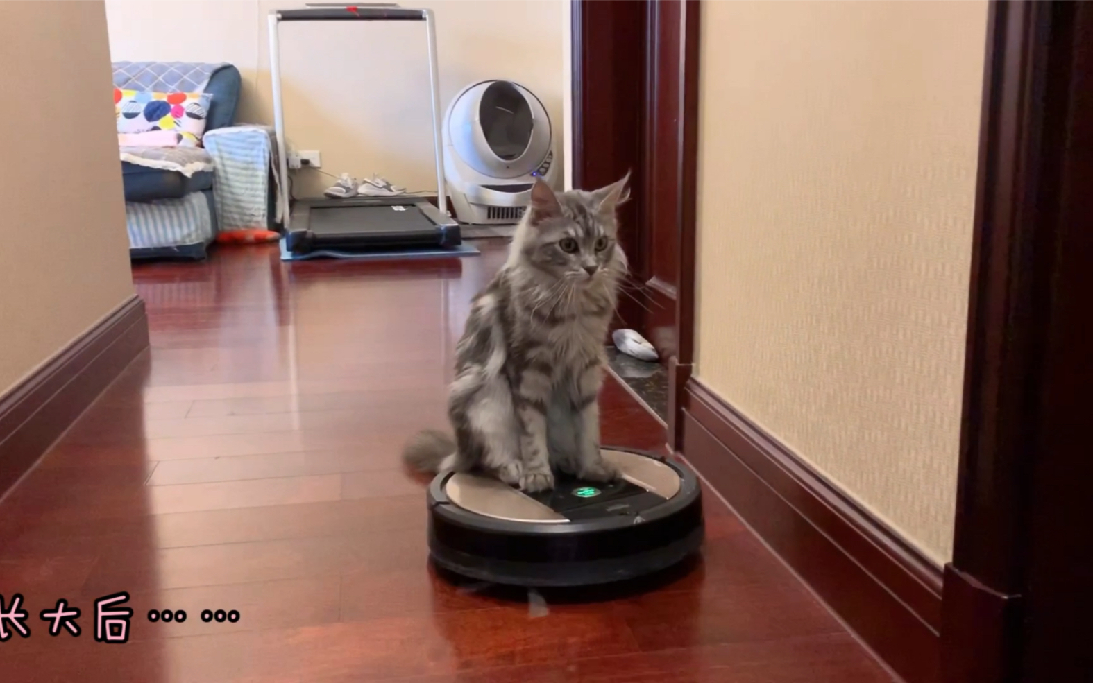 缅因猫坐扫地机第二弹小时候vs长大后扫地机一年了我居然还没有报废老