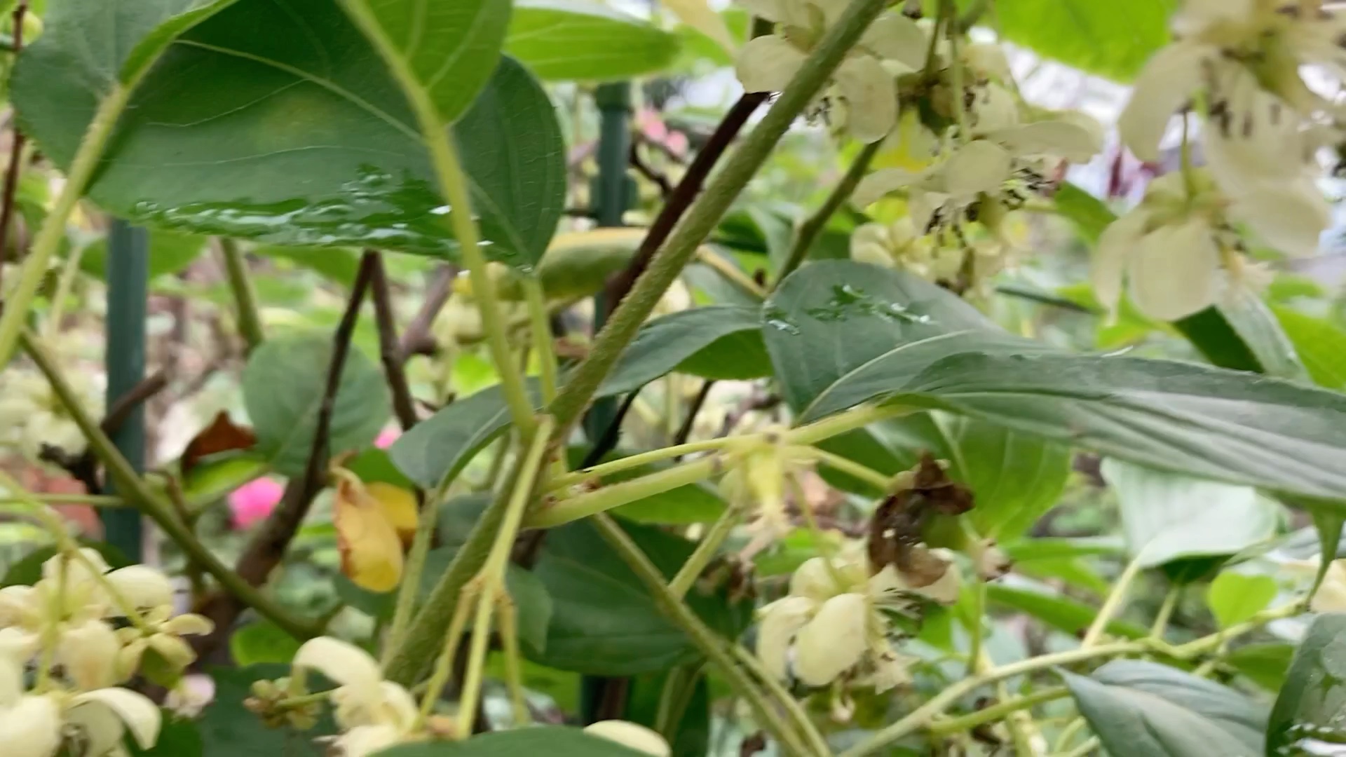 盆栽軟棗獼猴桃最近正開花