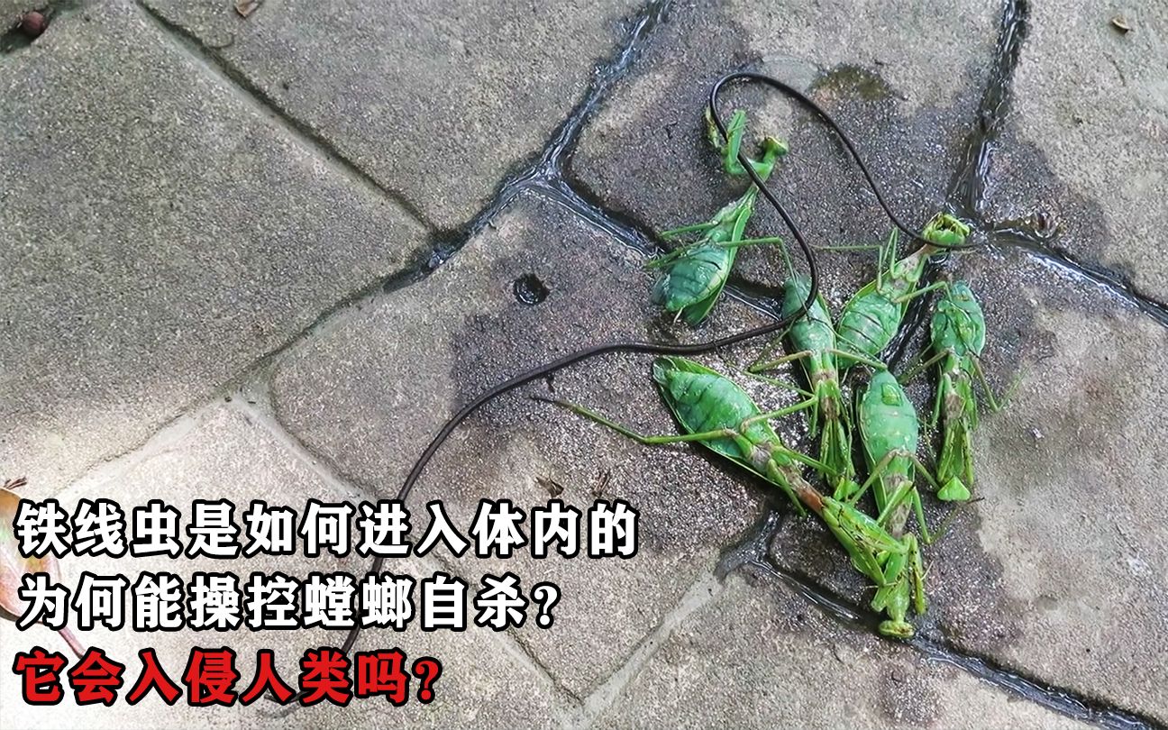 杀死铁线虫的方法图片