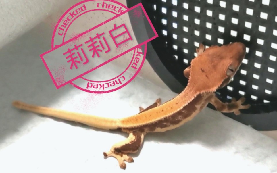 睫角守宫迎接一只莉莉白