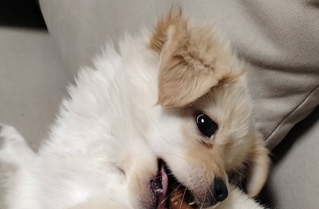 爱吃手手的修狗98